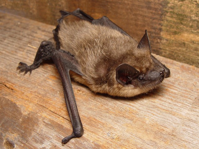 Serotine bat