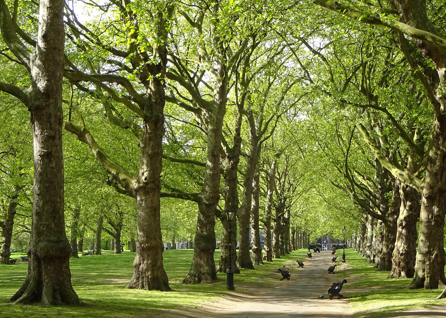 Avenue of shady trees