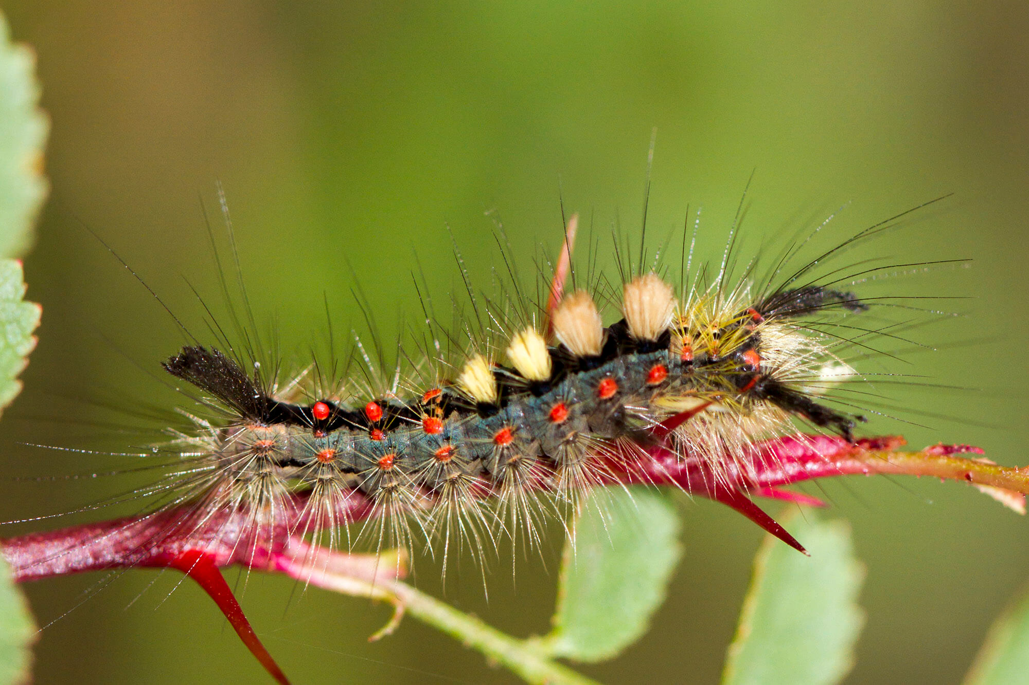 Vapourer moth caterpillar - Orgyia antiqua