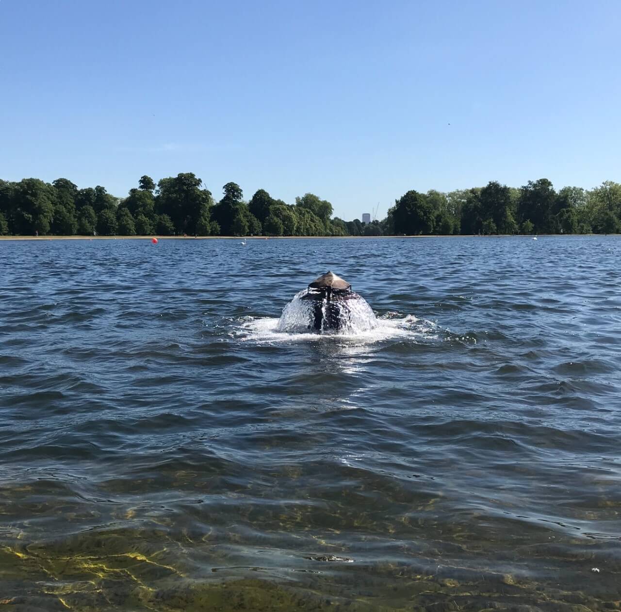 Water Mushrooms in the Serpentine Lake