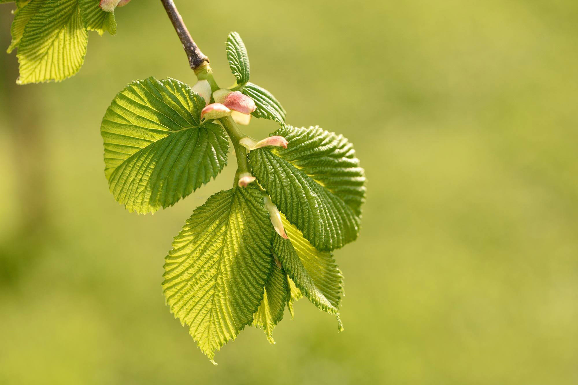 Elm tree leaves - Lutese/New Horizon