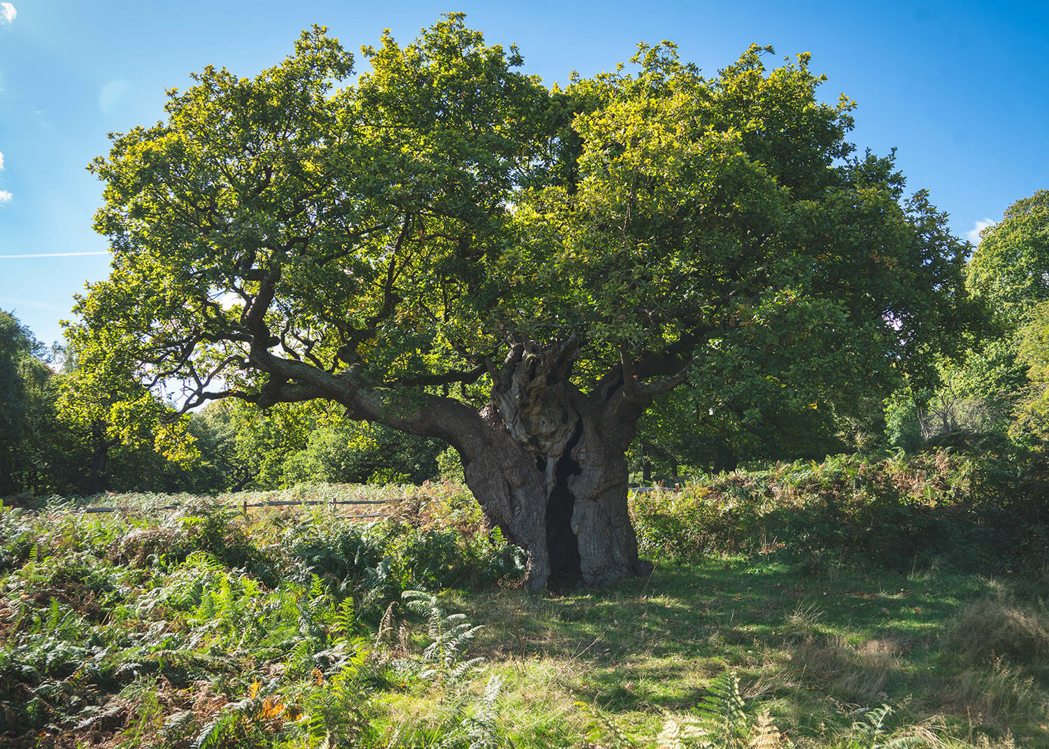 Ancient tree