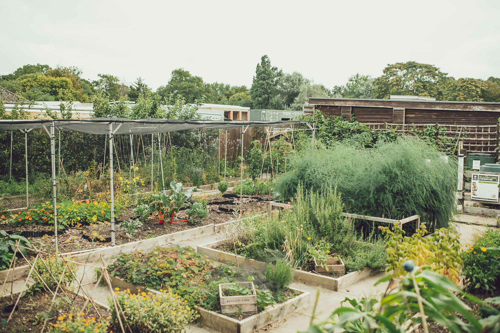 Regent's Park Allotment