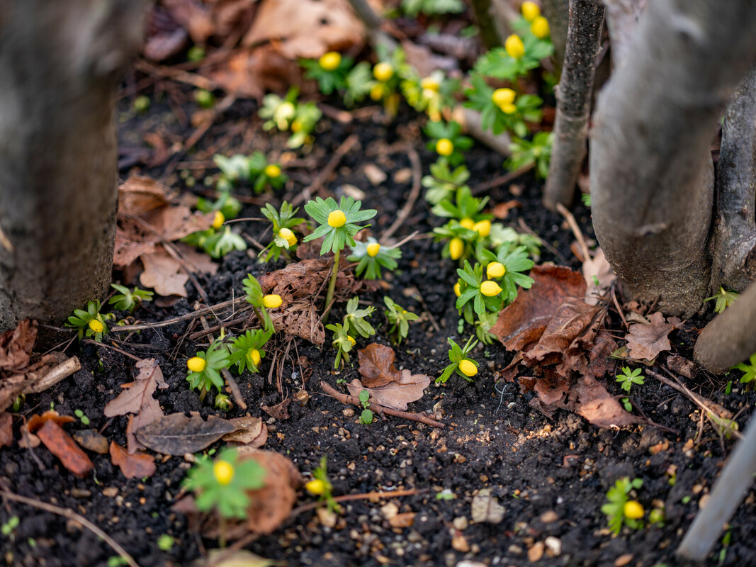 Yellow winter aconite flower flowering in Kensington Gardens