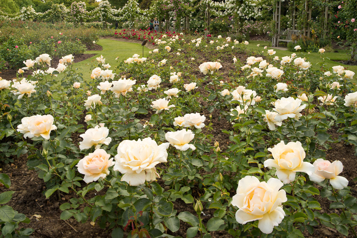 Regent's Park Rose Garden