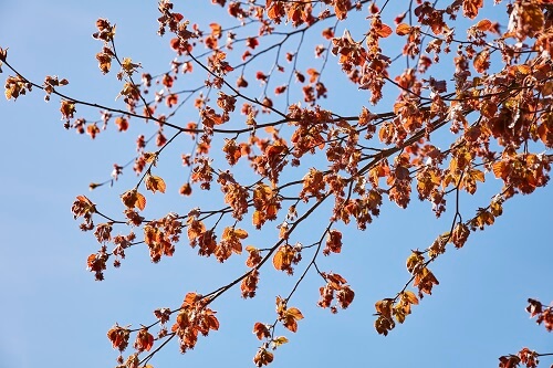 Copper beech leaves