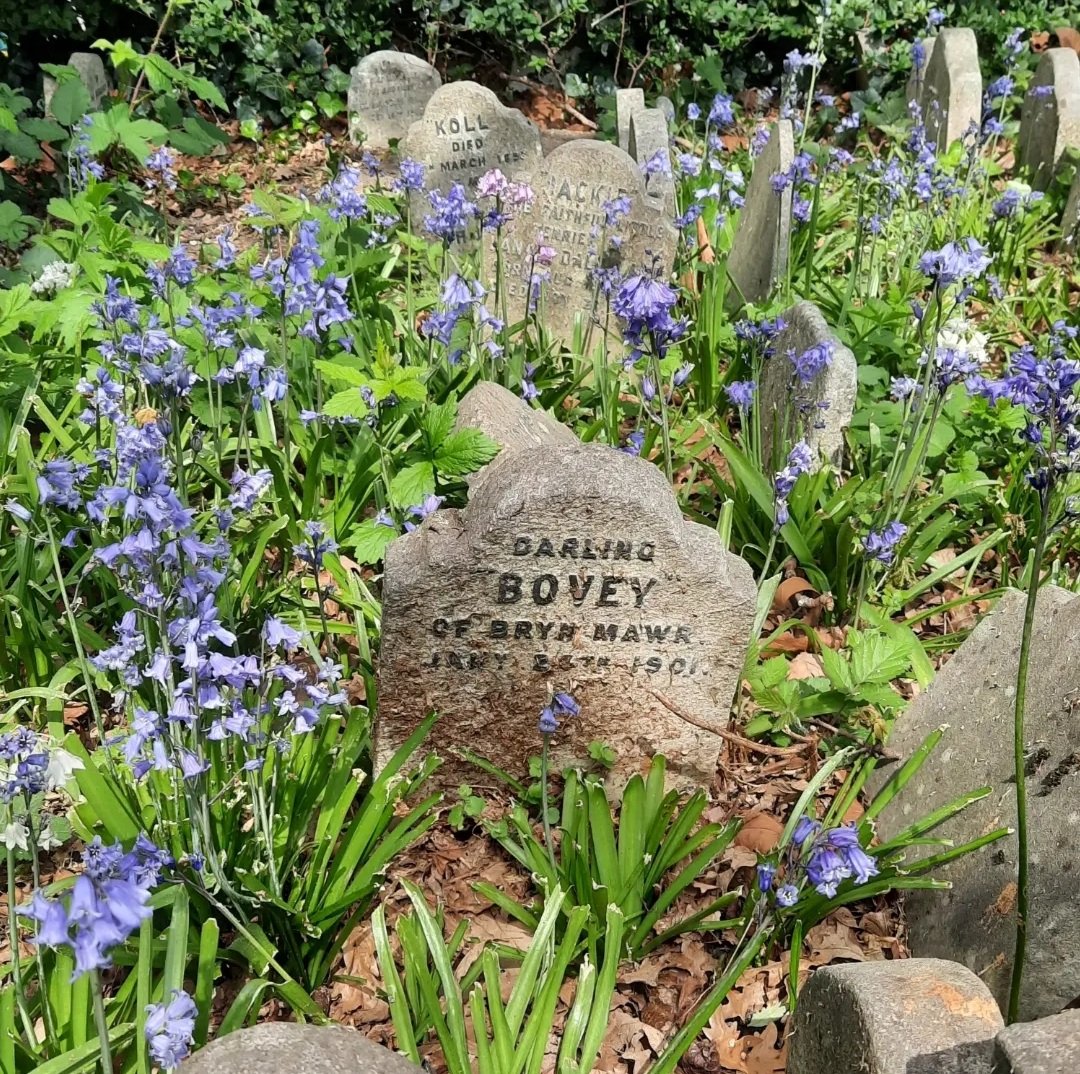 Bluebells at Hyde Park Pet Cemetery