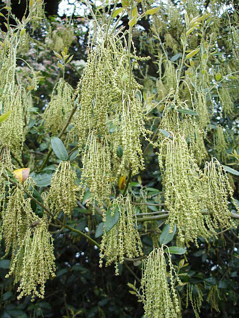 Holm oak catkins