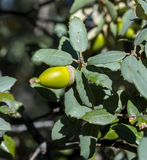Holm oak acorn and leaves.