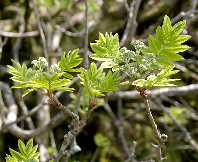 Rowan tree leaves