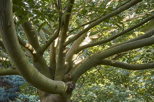 Snake bark maple detail
