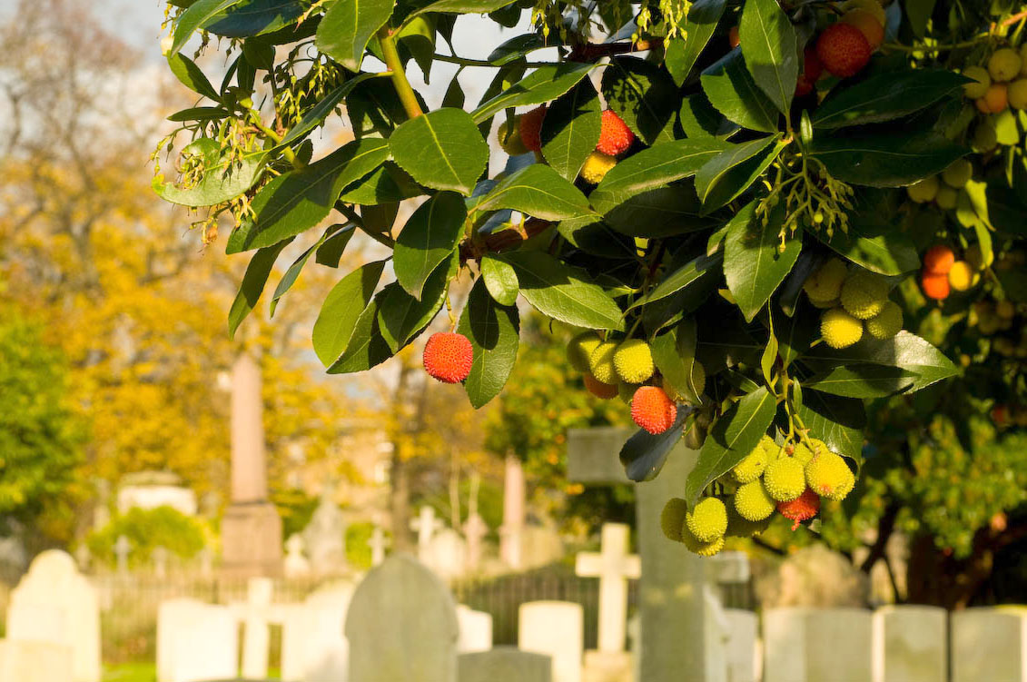 Strawberry tree with fruit
