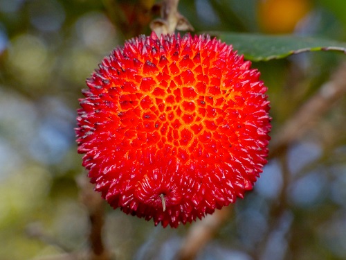 Strawberry tree fruit 