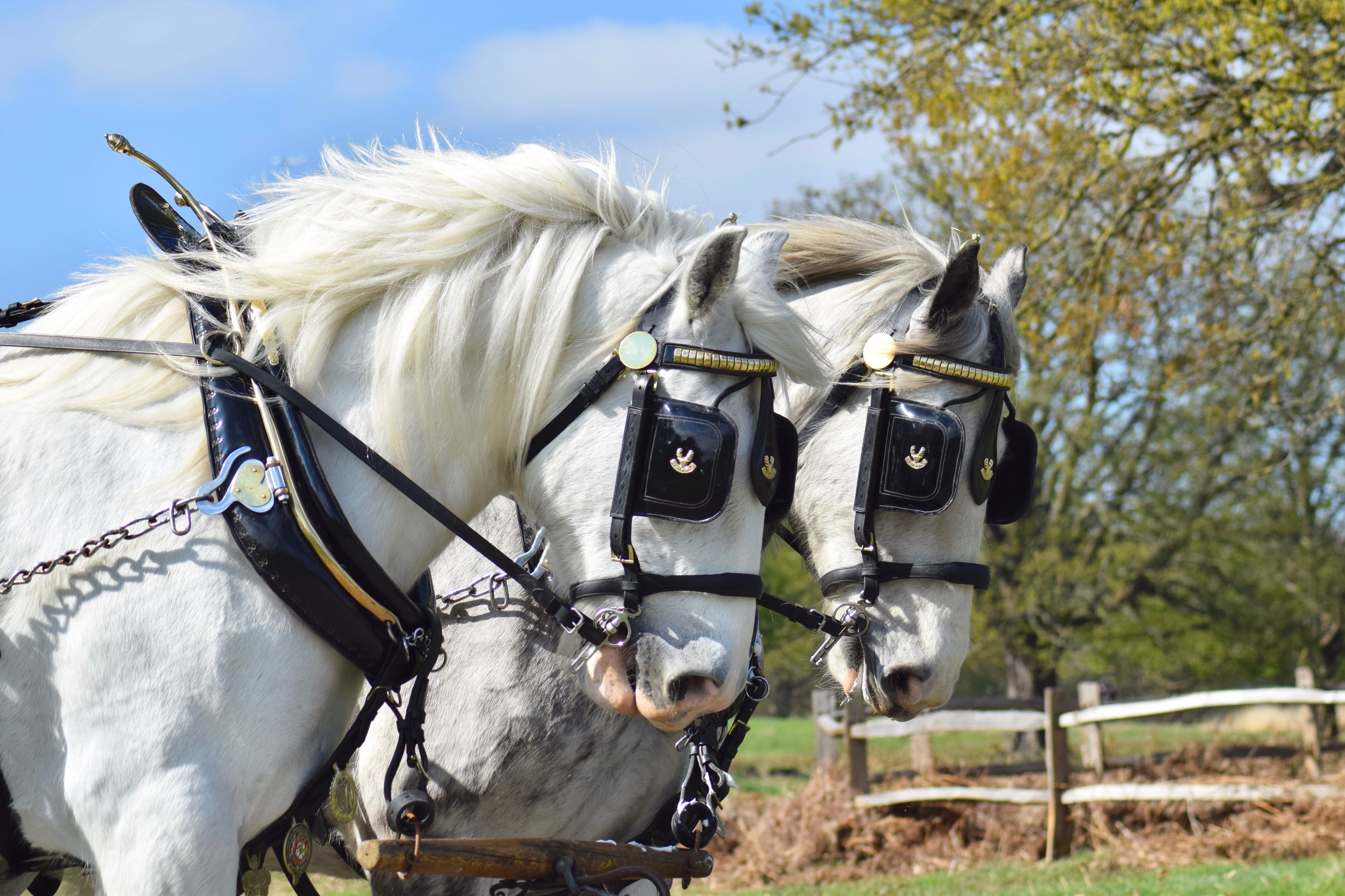 Shire horse carriage rides in Richmond Park 