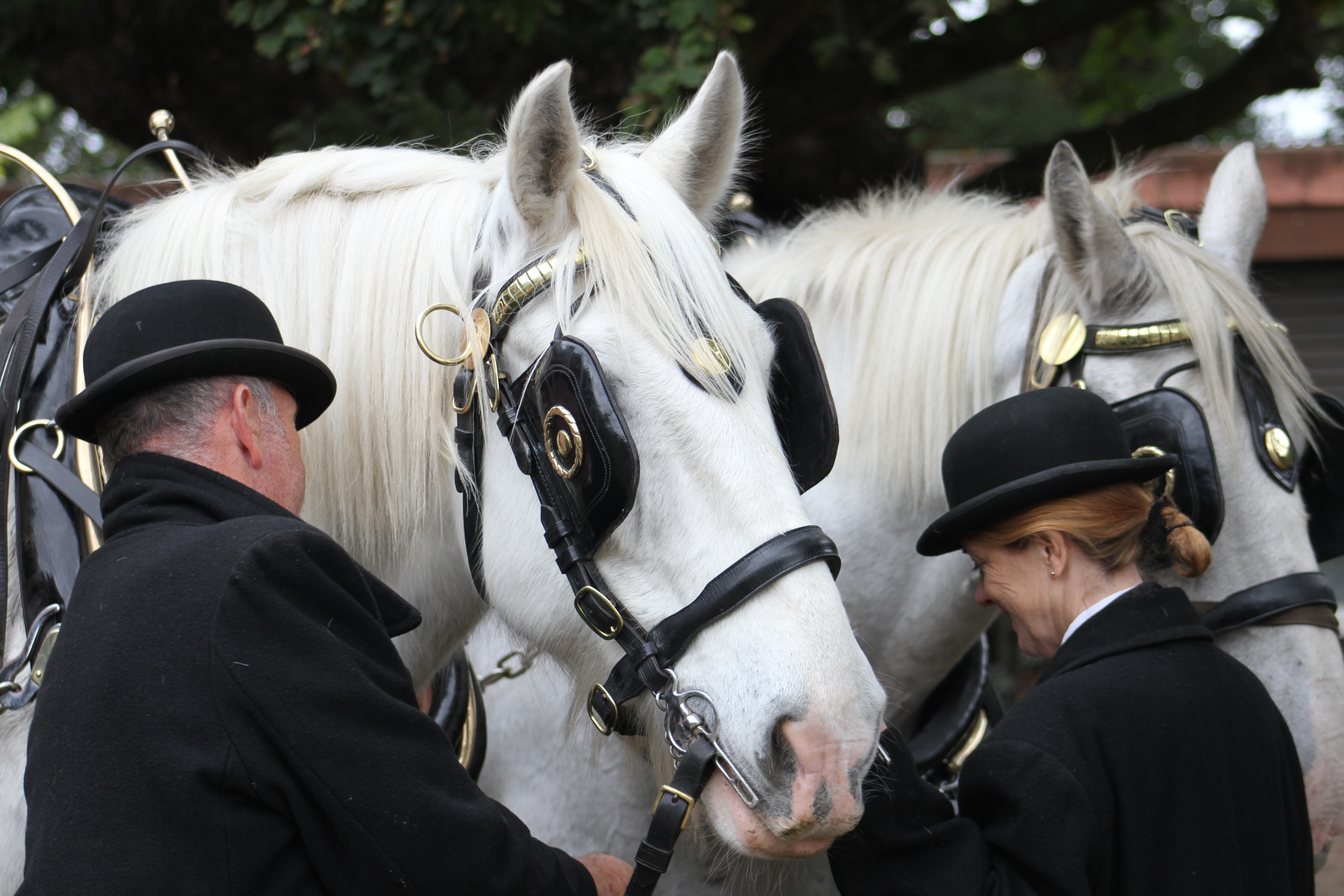 Shire horse carriage rides in Richmond Park