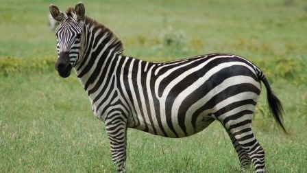 A zebra