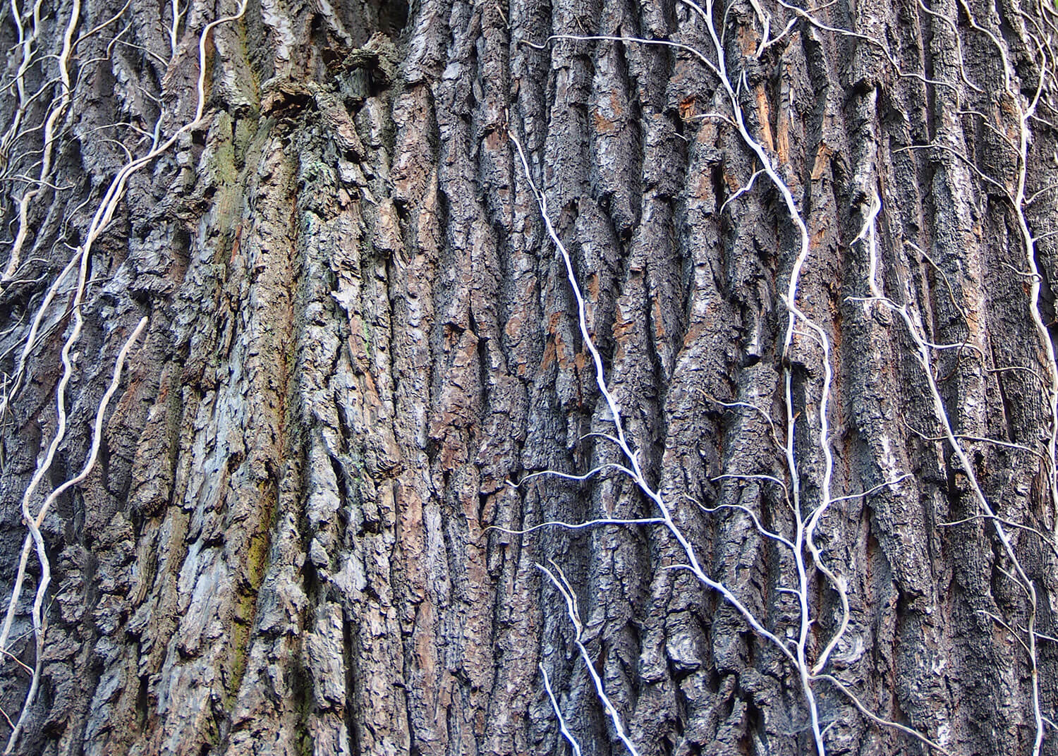 Oak bark