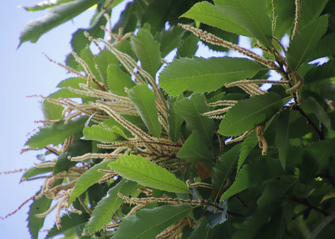 Leaves of a Sweet Chestnut tree