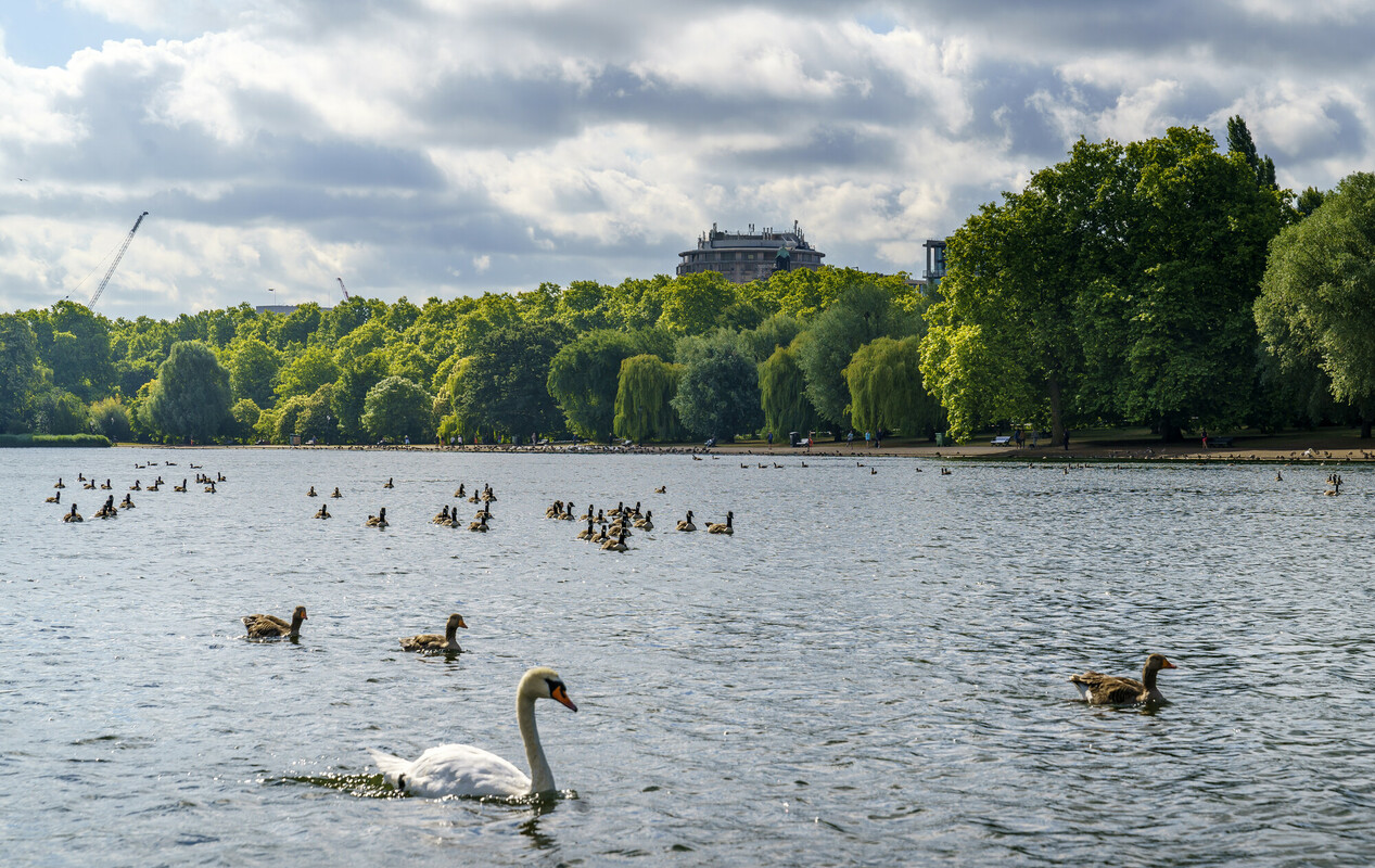 Swans in the Serpentine in Hyde Park