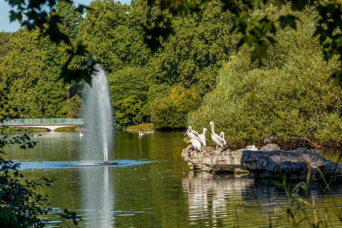 Duck island and trees in St. James's Park