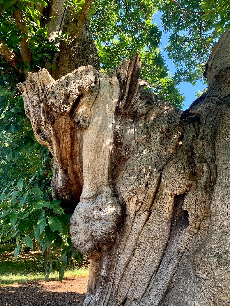 A close up of the tree trunk that it twisty and forks into two. 