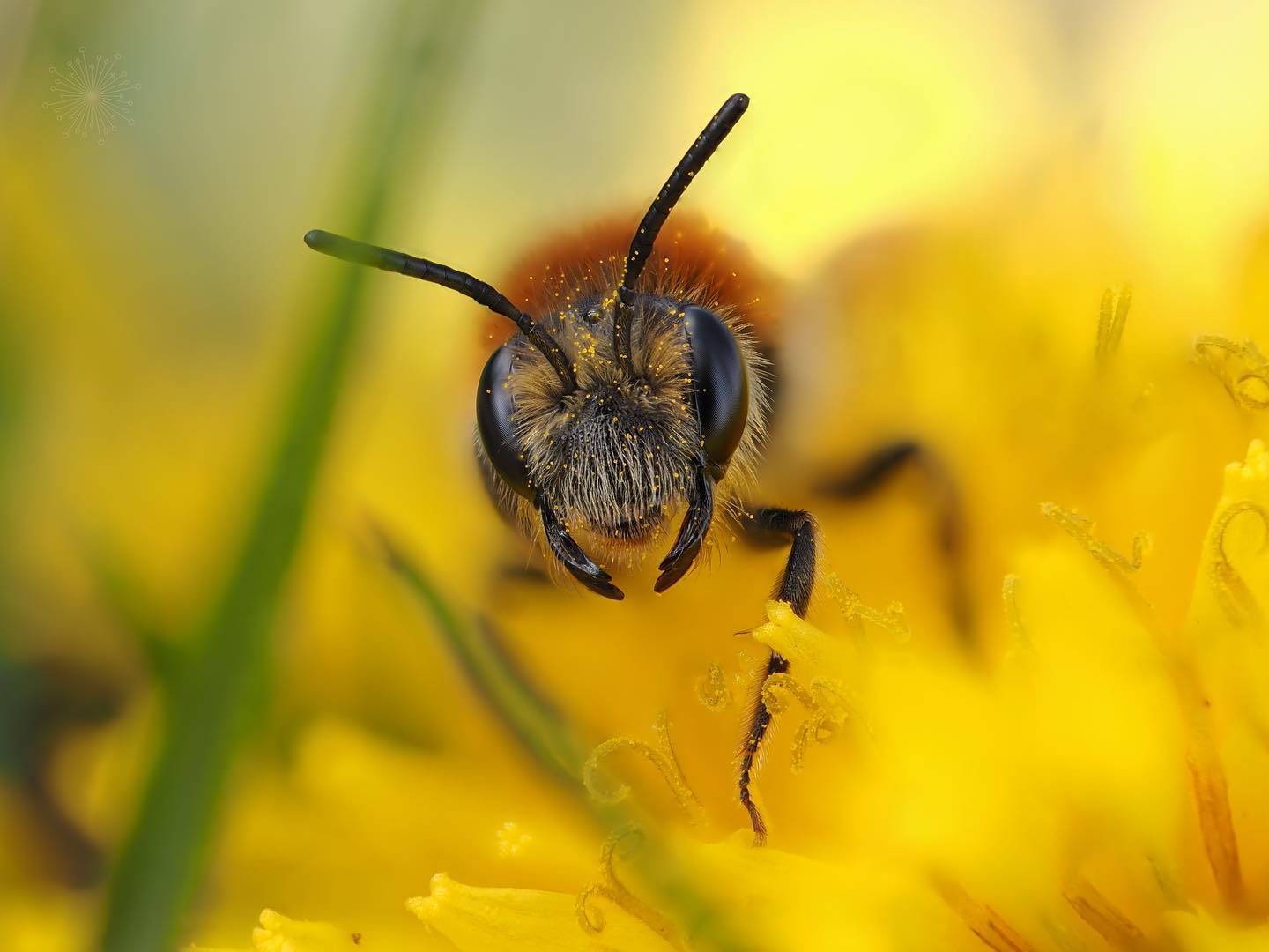 Extreme close up of a mining bee