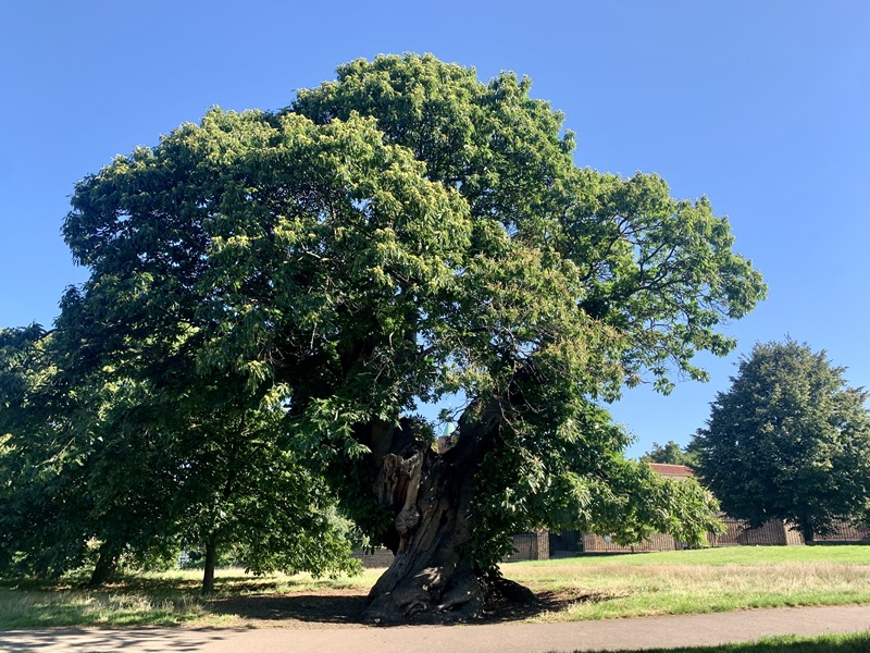 A photo of the nominated sweet chestnut in a park with green grass and blue sky.