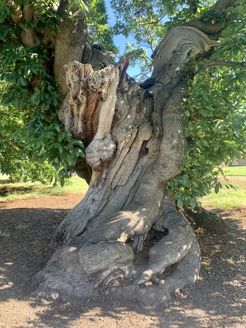 A photo of the Sweet Chestnut trunk in Greenwich Park.