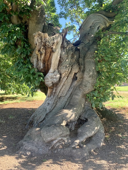 A photo of the Sweet Chestnut trunk in Greenwich Park.