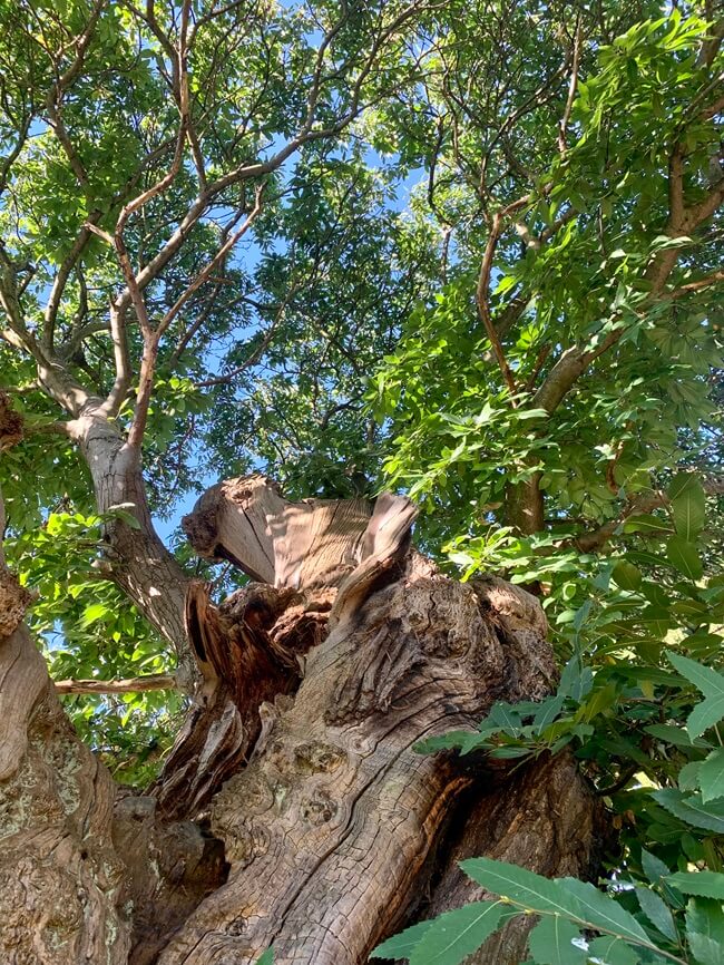 A view looking up the tree trunk from the ground look through the leaves.