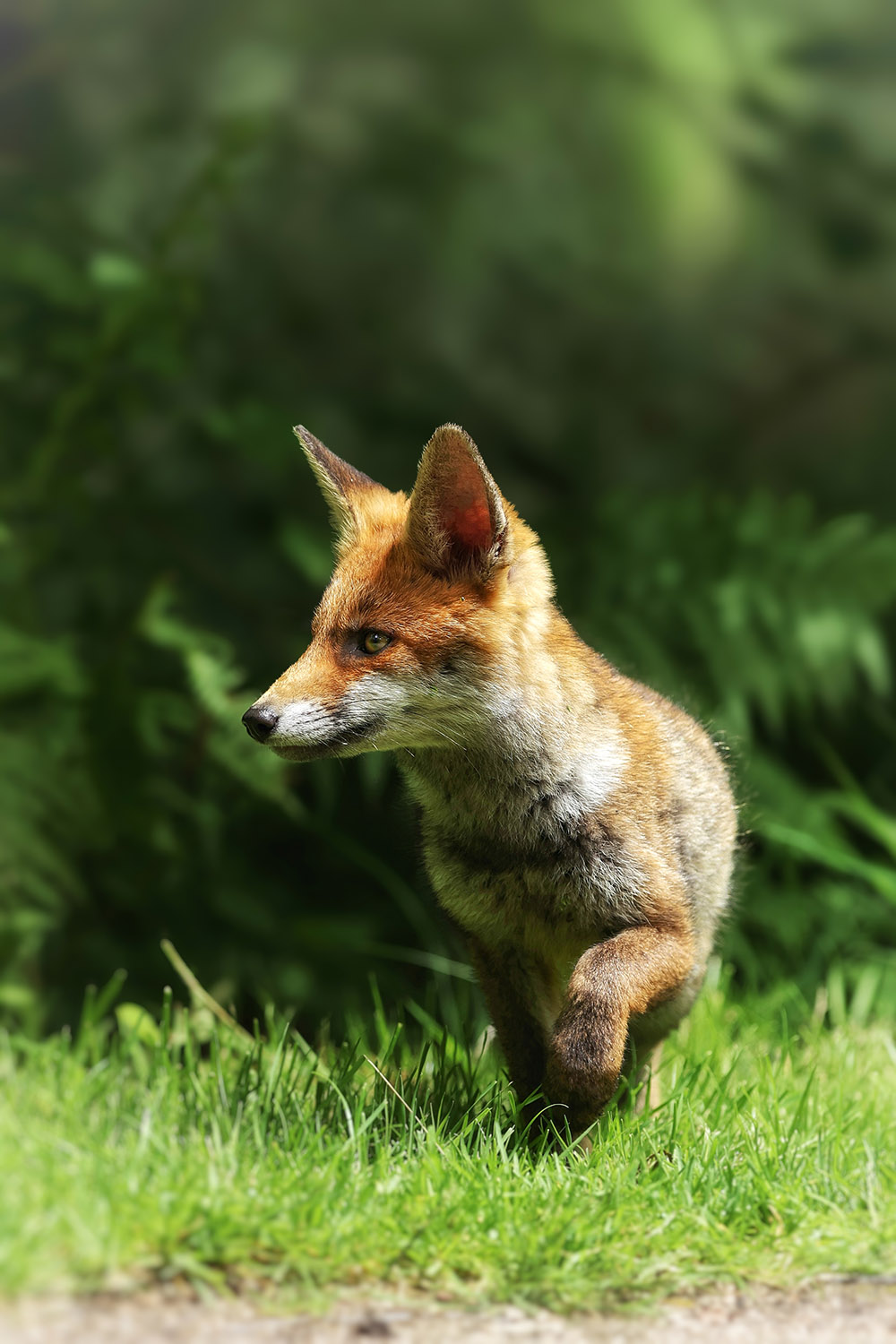 A young fox emerging from the trees