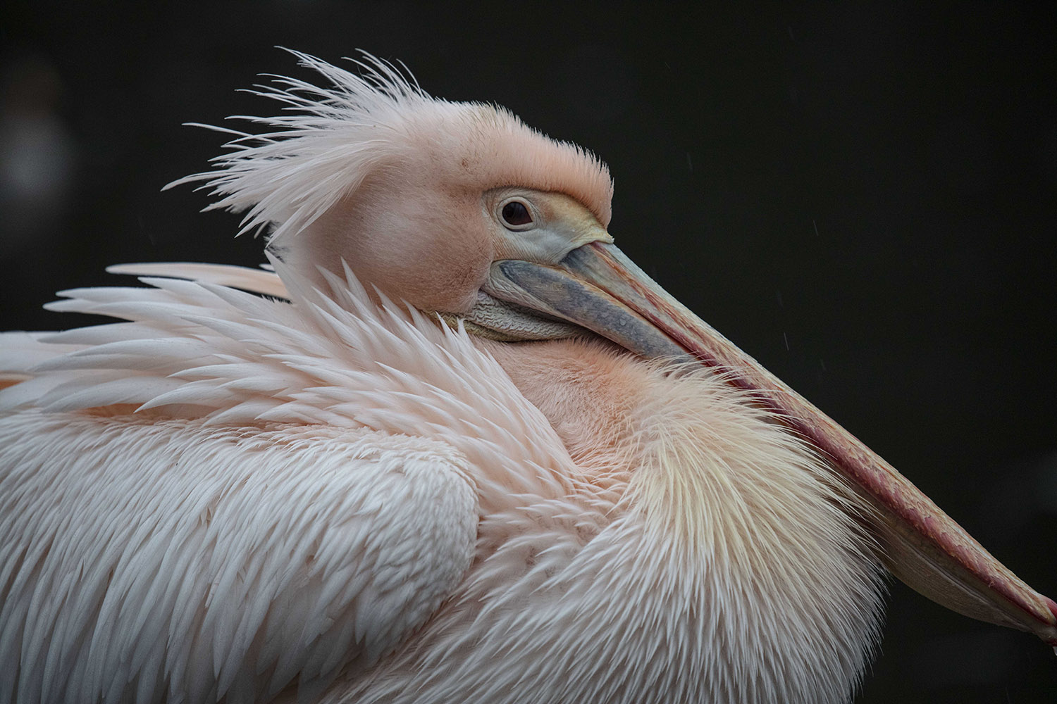 Close-up side view of a pelican