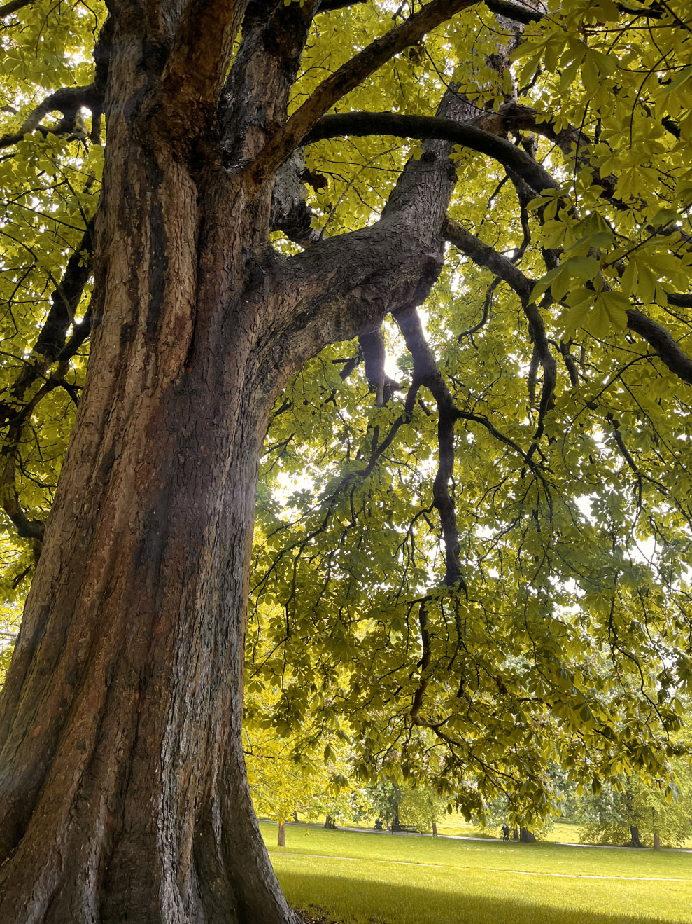 An aging tree with drooping branches