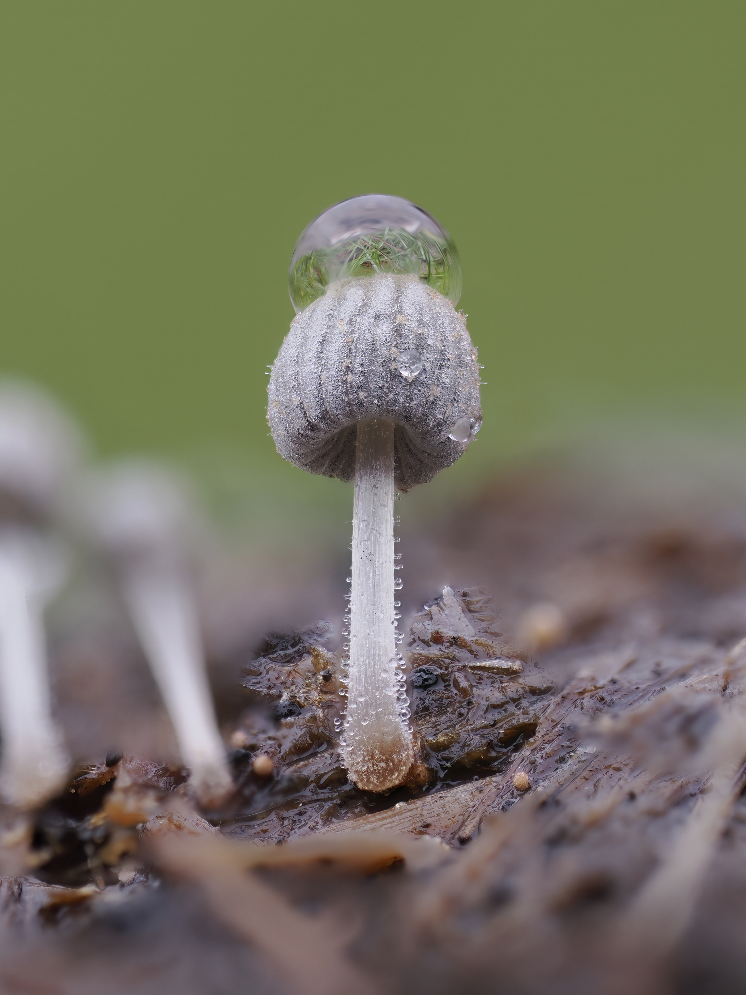 The Coprinoid Fungi