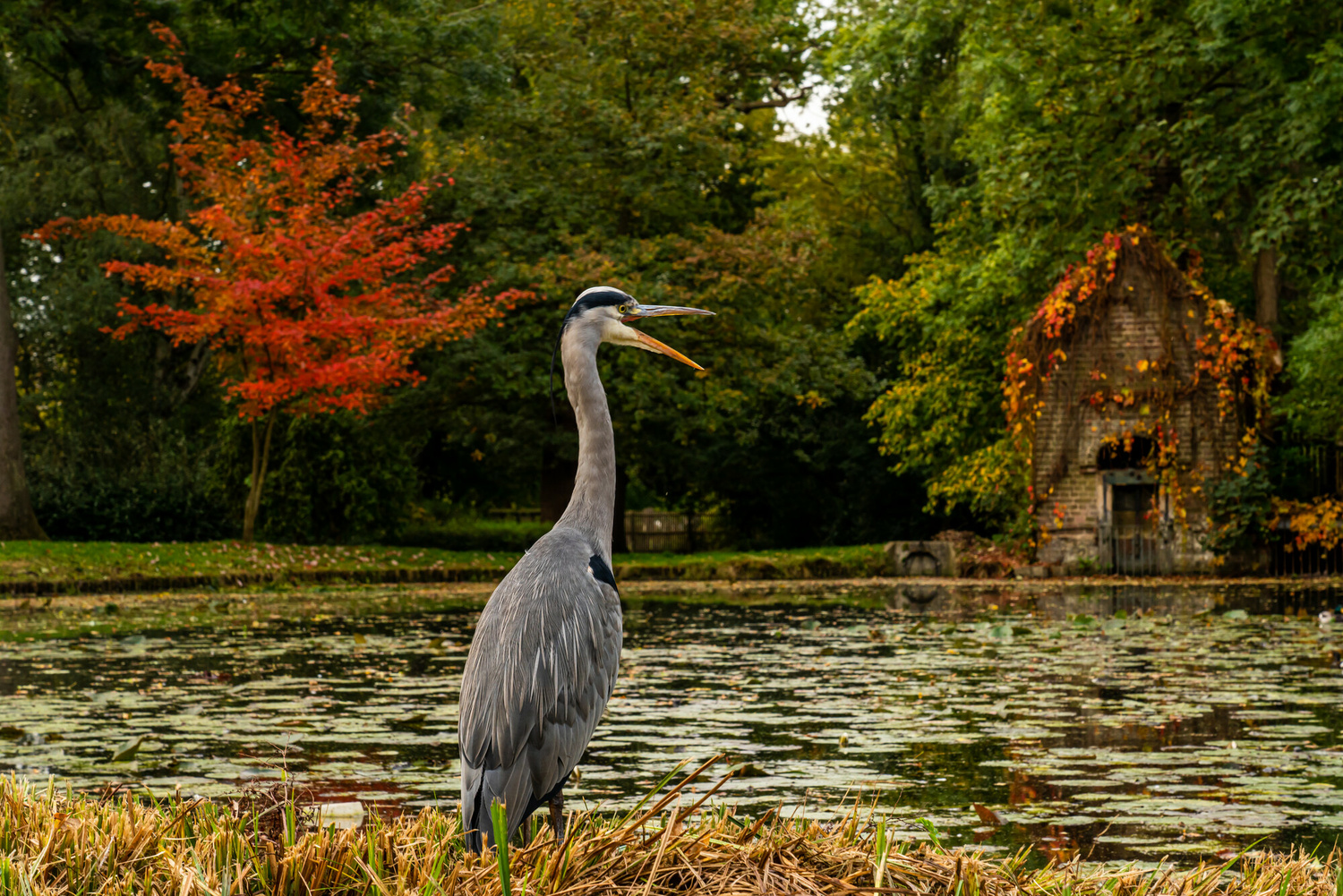 Heron in Bushy Park in autumn