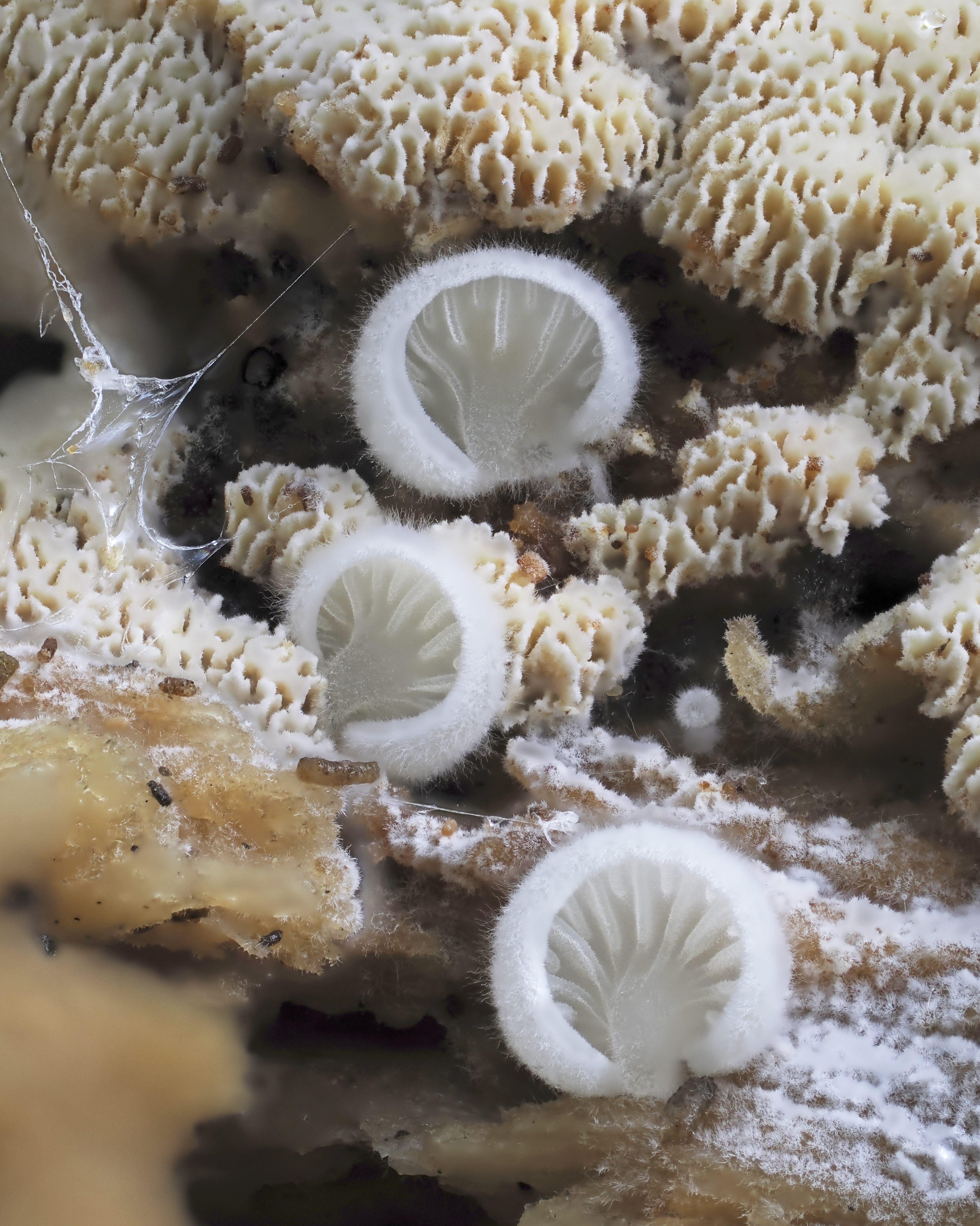 Crepidotus fungus