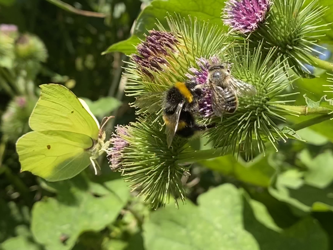 A green Brimstone Butterfly, bumblebee and bee on a purple thistle flower