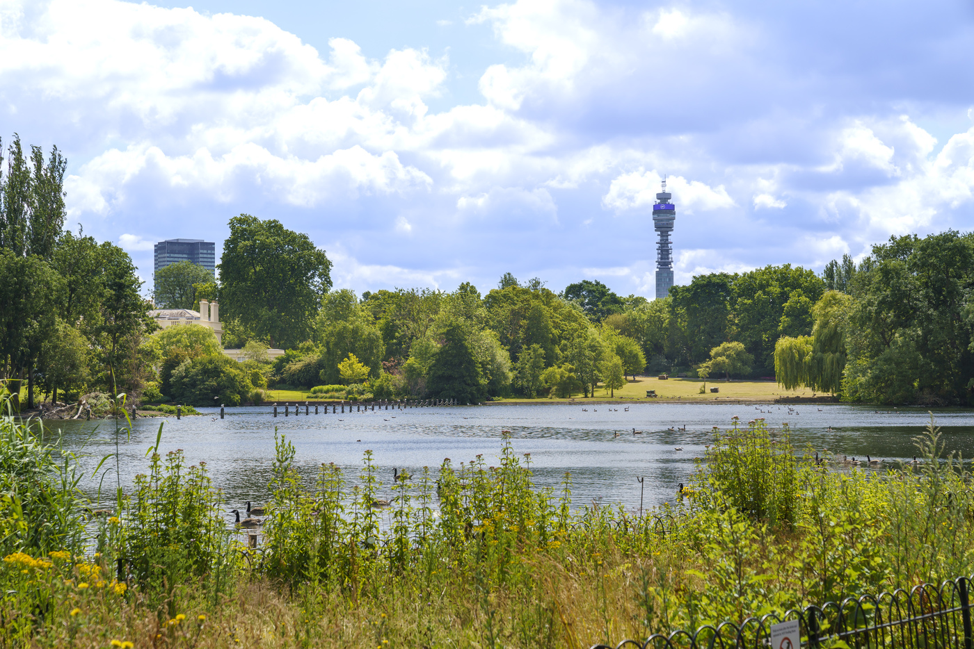 View across the lake at The Regents Park with green plants in the foreground.