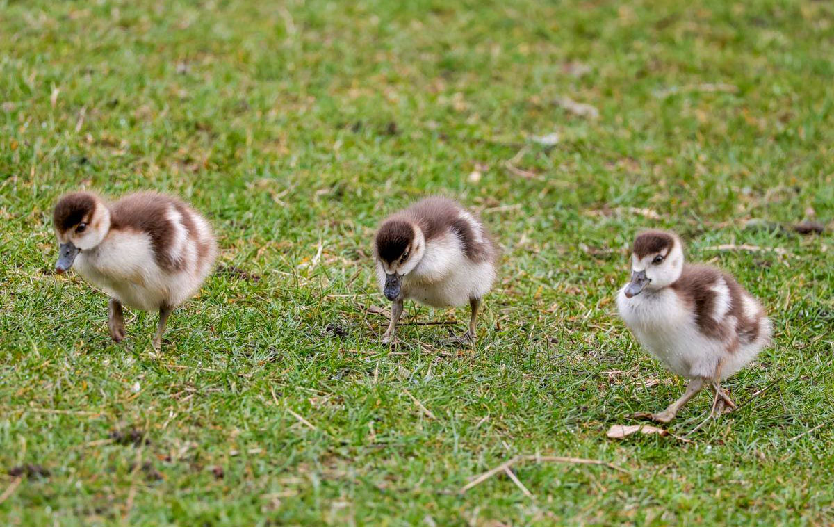 Three small goslings taking a walk