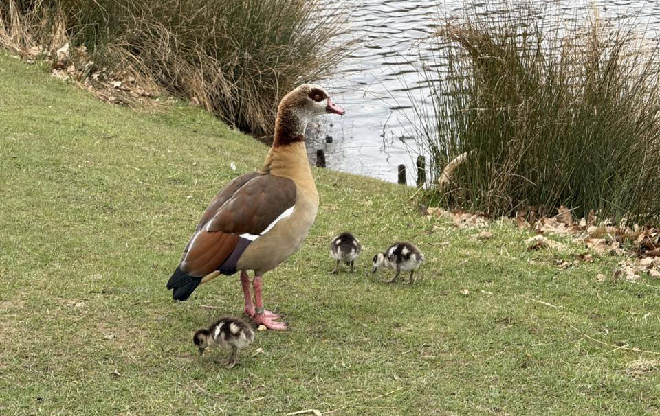Egyptian goose and its goslings