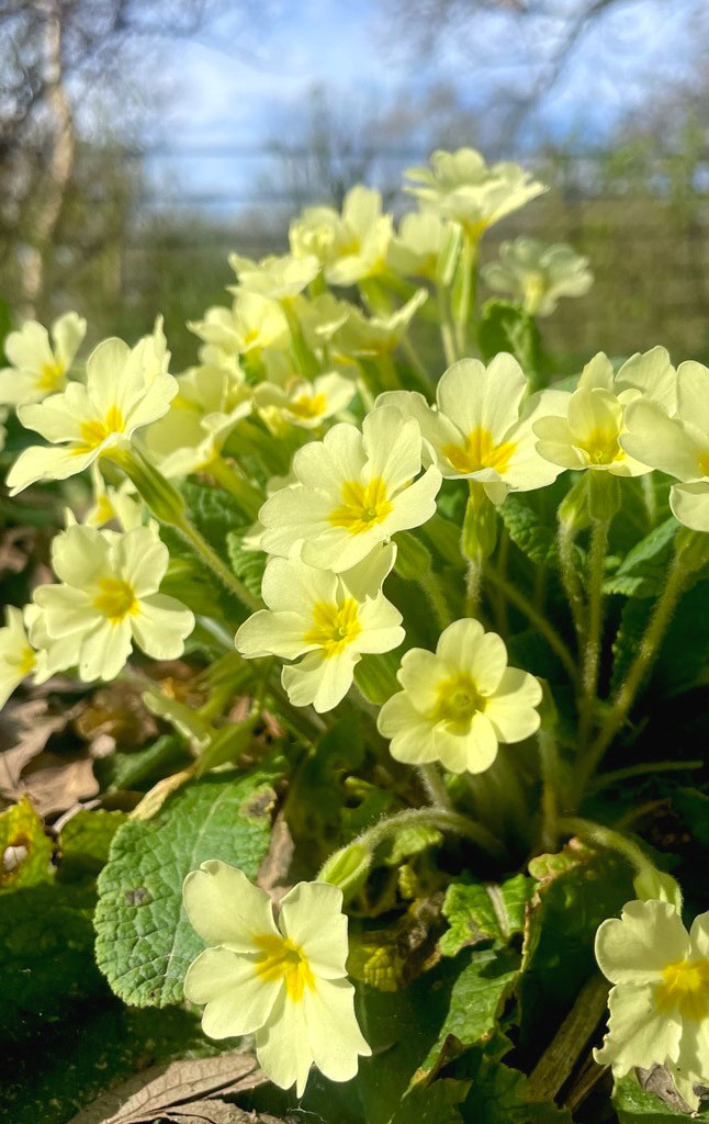 Yellow flowers