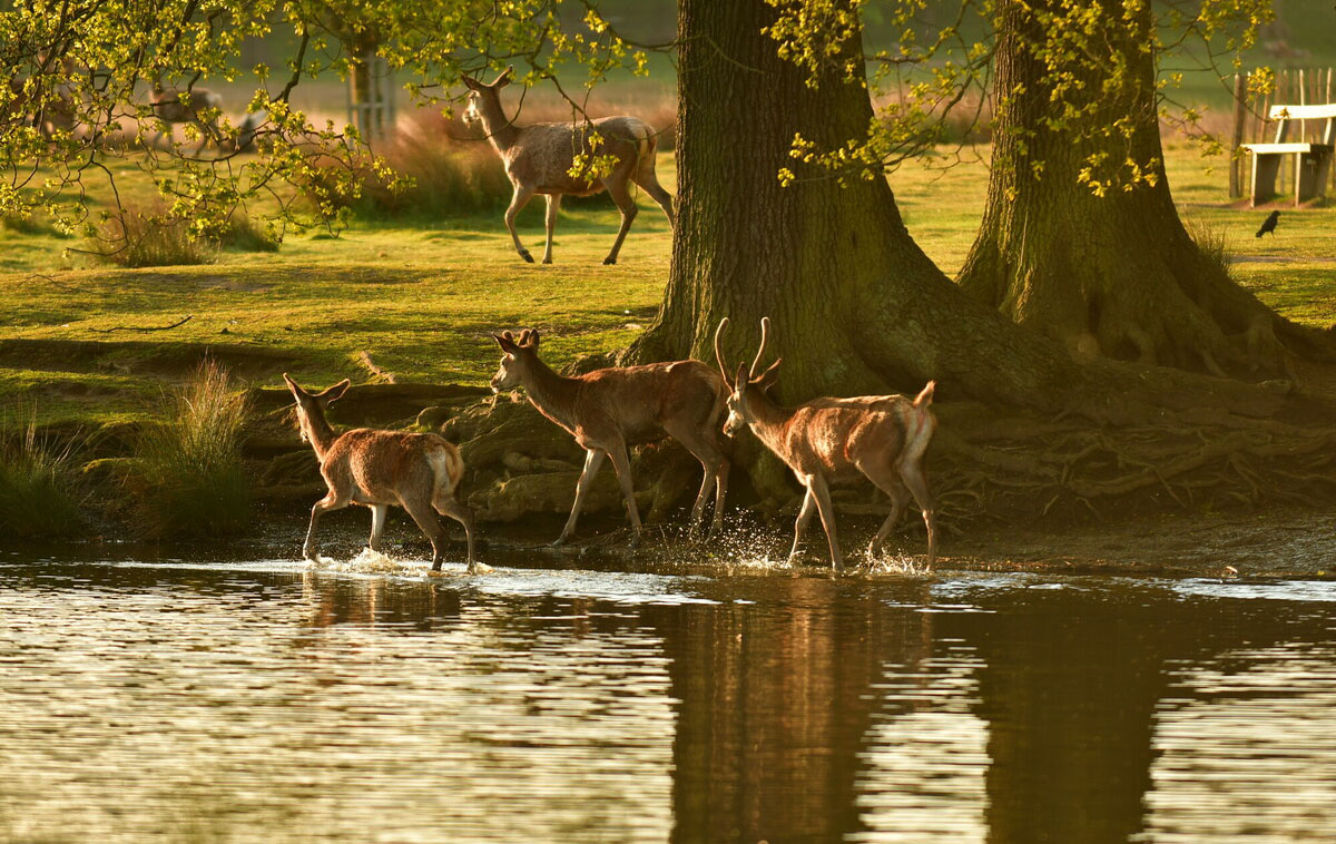 A group of deer wading in the river shallows