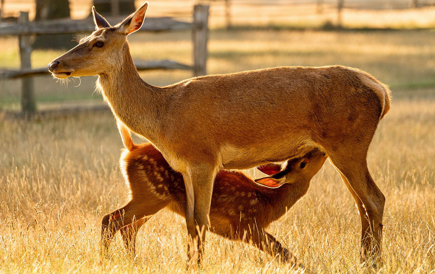 A deer and her young