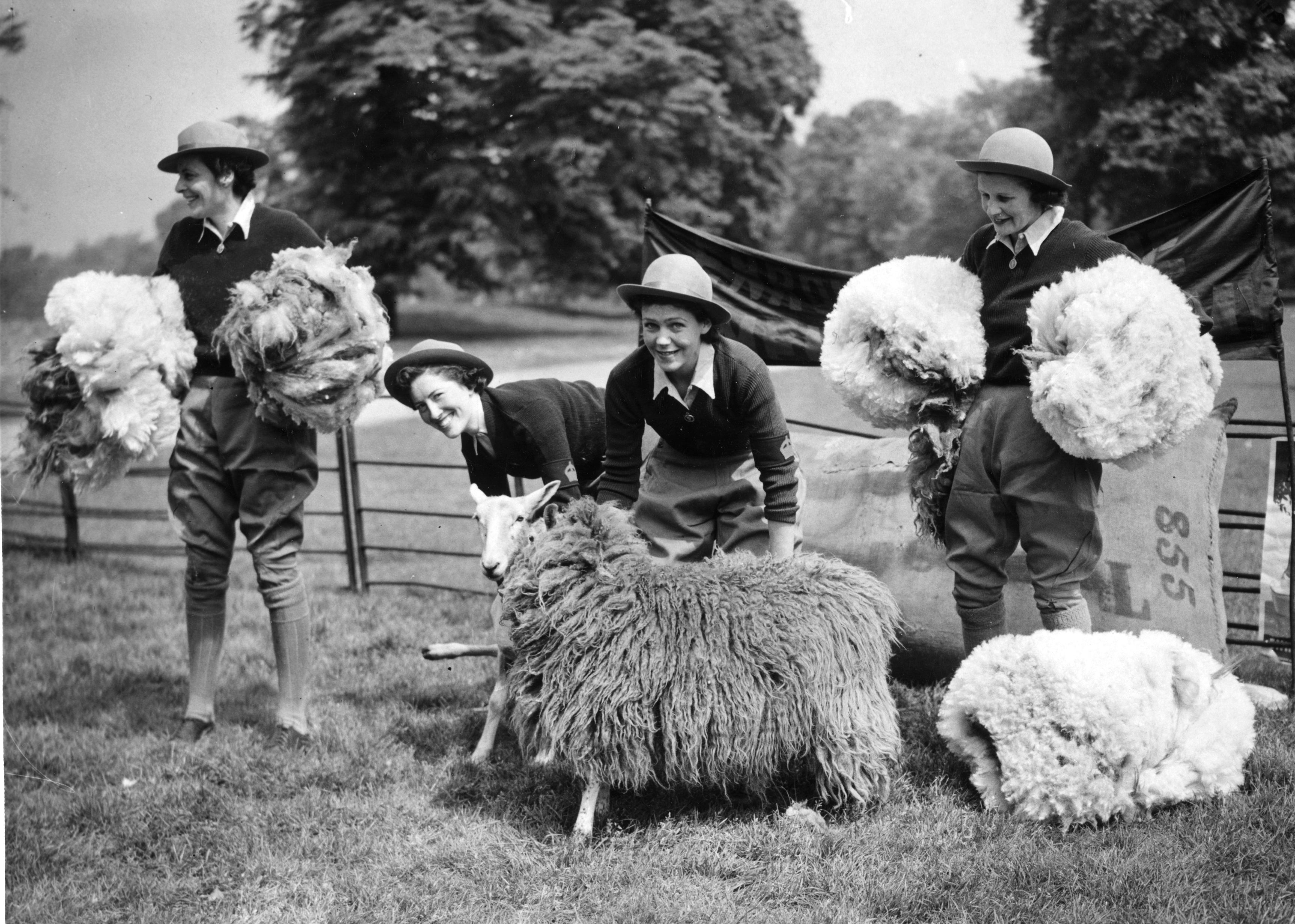 Four members of the WLA (Women's Land Army), shearing sheep in Hyde Park, May 1940