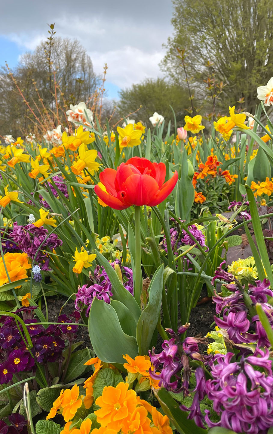 Colourful spring flowers