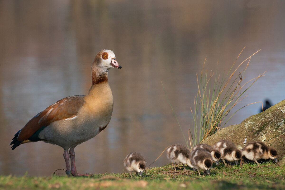 Egyptian goose and its goslings
