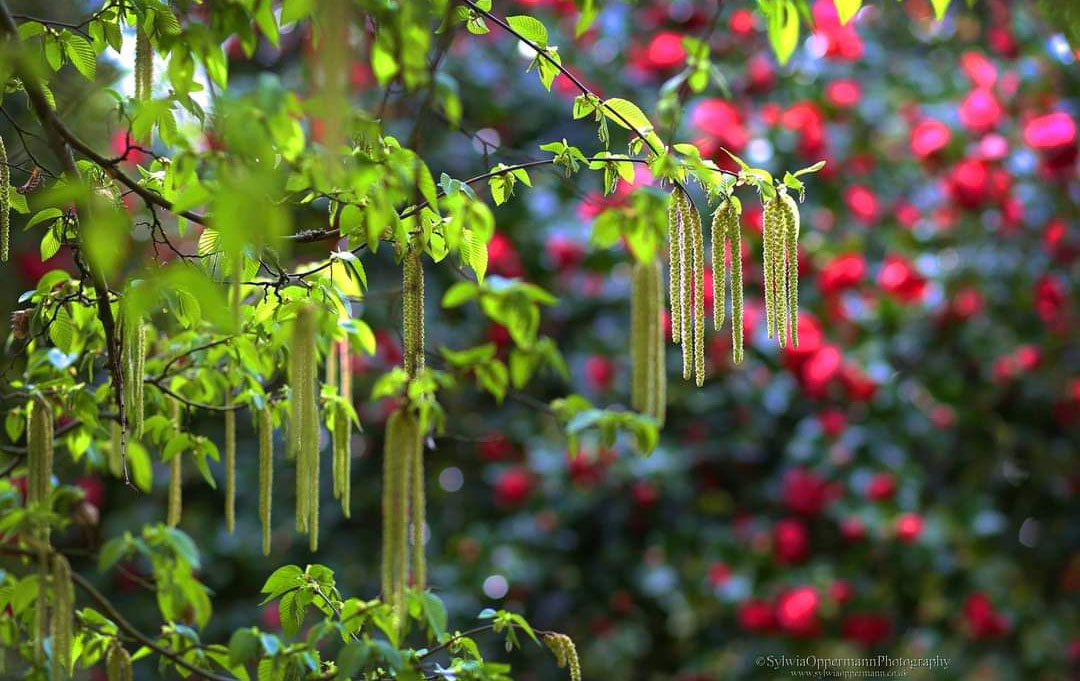 Close-up of catkins on a tree