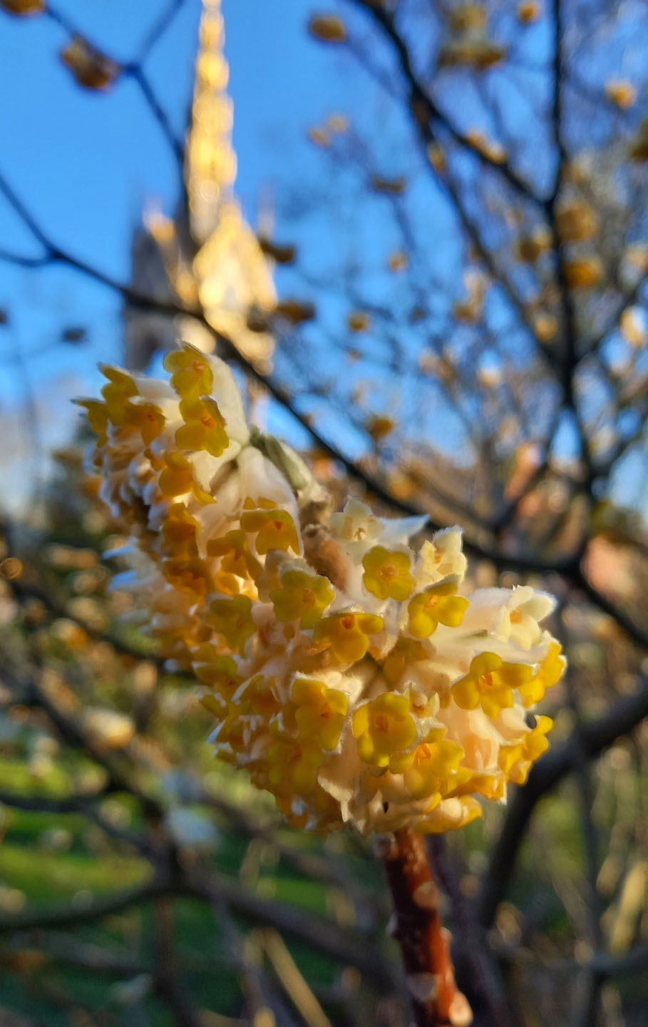 Yellow shrub blossom with the Albert Memorial in the background