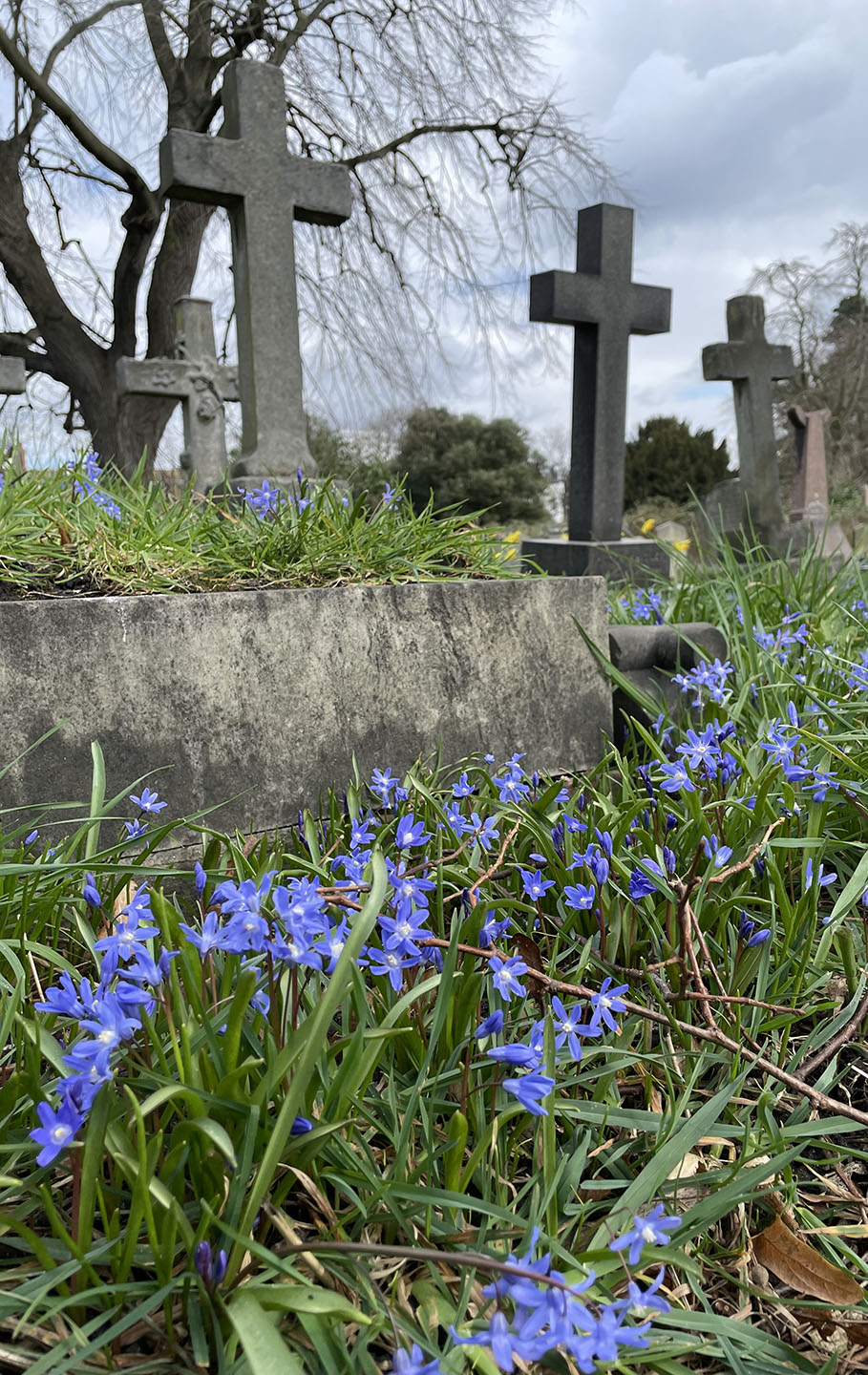 Blue spring wildflowers by stone crosses in a graveyard
