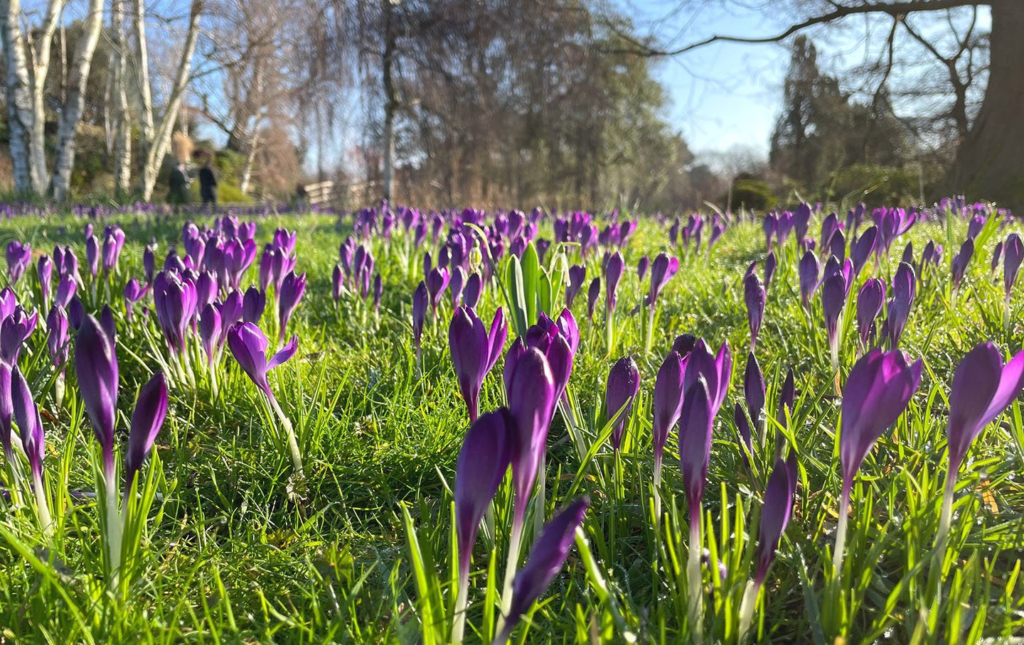 A sea of purple crocuses